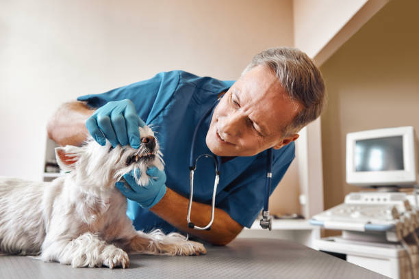 Best Emergency Denture Repair in Harrisonville, MO